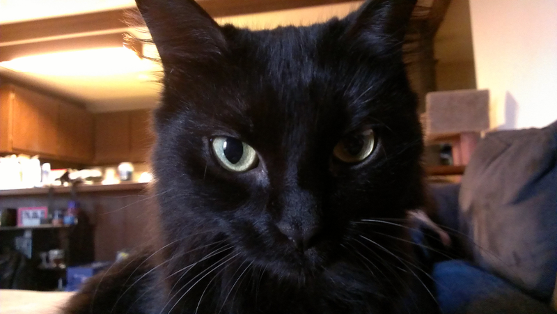 Illustration for article titled You guys!! We can do multiple pictures in a single post now! (Also, here's my cats)